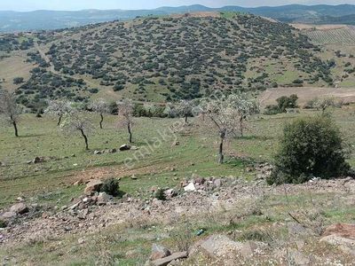 Arsa-Tarla