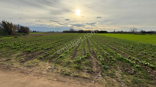 Arsa-Tarla