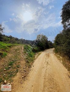 Arsa-Zeytinlik