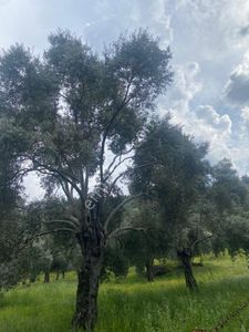 Arsa-Zeytinlik
