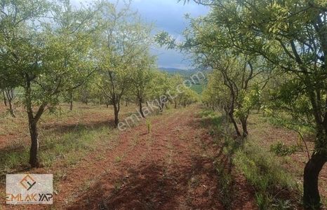 Arsa-Tarla
