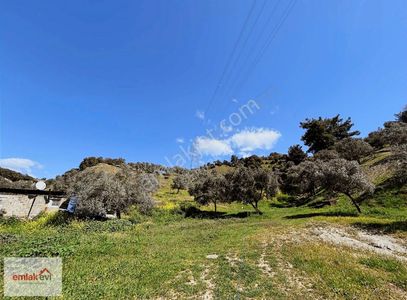 Arsa-Zeytinlik