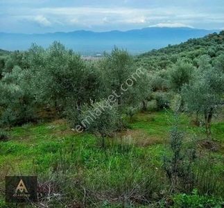 Arsa-Zeytinlik