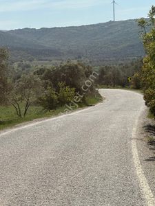 Arsa-Zeytinlik