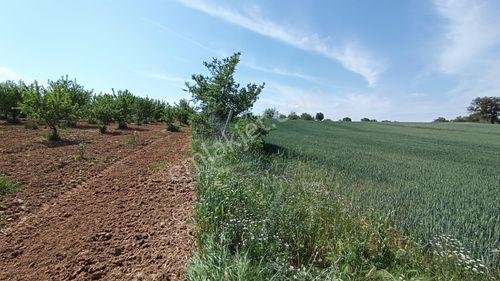 Arsa-Tarla