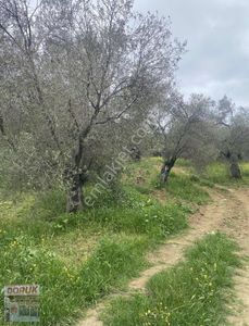 Arsa-Zeytinlik