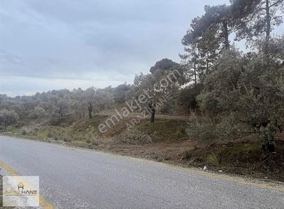 Arsa-Zeytinlik
