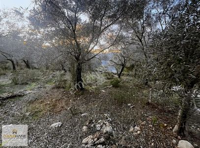 Arsa-Zeytinlik