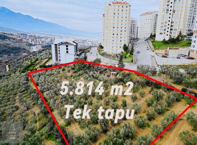Arsa-Zeytinlik
