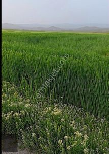 Arsa-Tarla