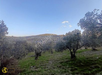 Arsa-Zeytinlik