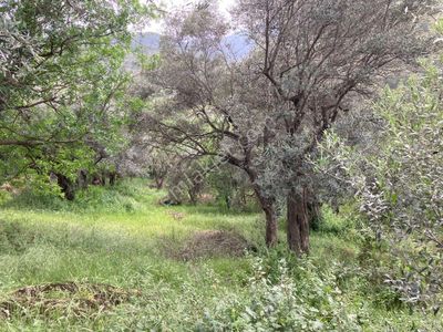 Arsa-Zeytinlik