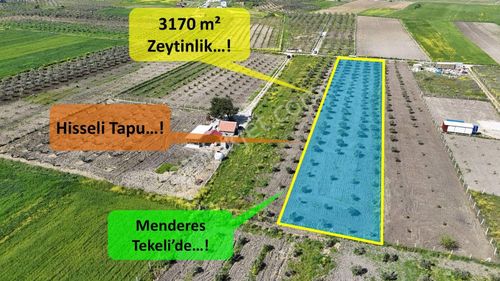 Arsa-Zeytinlik