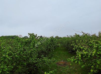Arsa-Bağ & Bahçe