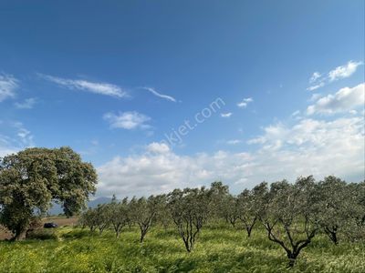 Arsa-Zeytinlik