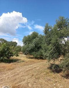 Arsa-Bağ & Bahçe