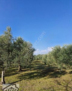 Arsa-Zeytinlik