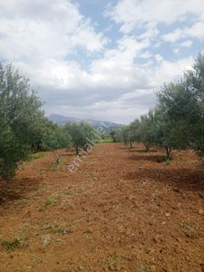 Arsa-Zeytinlik