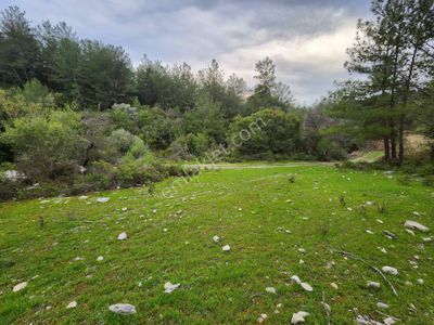 Arsa-Zeytinlik