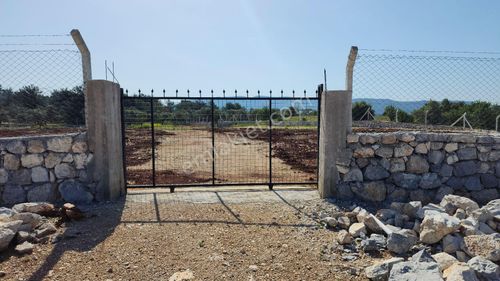 Arsa-Zeytinlik