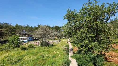 Arsa-Zeytinlik