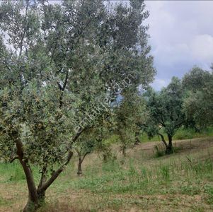 Arsa-Bağ & Bahçe
