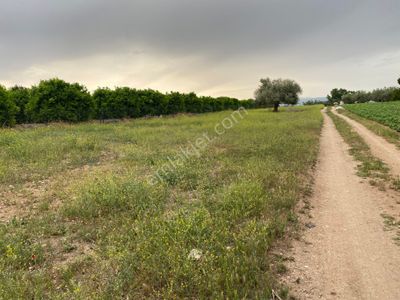 Arsa-Tarla