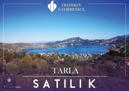 Arsa-Zeytinlik