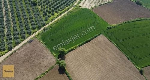 Arsa-Tarla