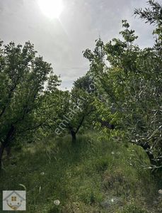 Arsa-Bağ & Bahçe