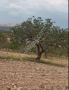 Arsa-Bağ & Bahçe