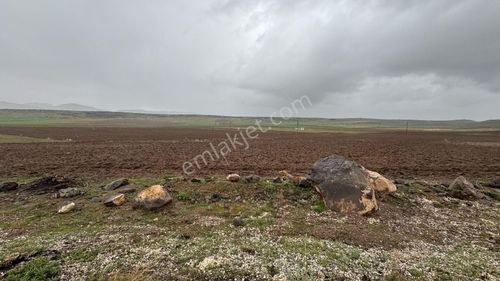 Arsa-Bağ & Bahçe