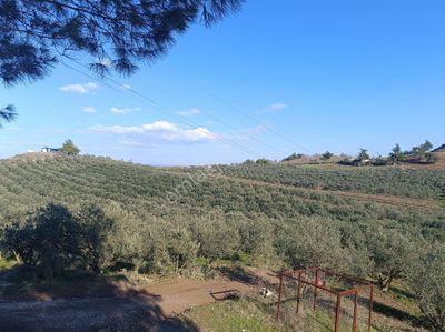Arsa-Zeytinlik