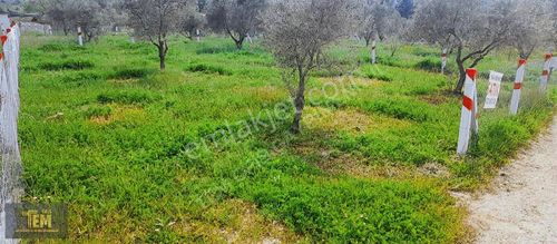Arsa-Bağ & Bahçe