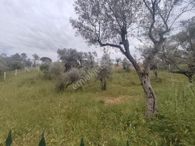 Arsa-Zeytinlik