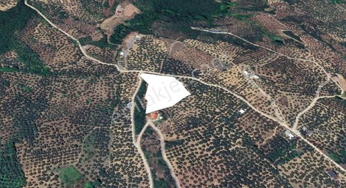 Arsa-Zeytinlik
