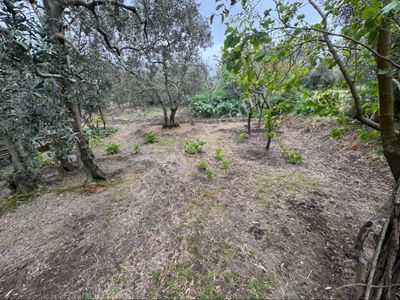 Arsa-Zeytinlik