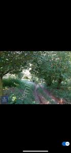 Arsa-Bağ & Bahçe