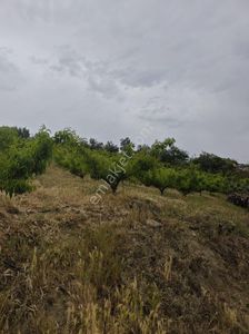 Arsa-Tarla