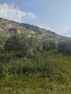 Arsa-Bağ & Bahçe