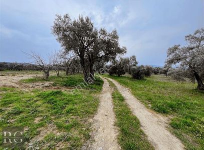 Arsa-Tarla