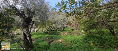 Arsa-Zeytinlik
