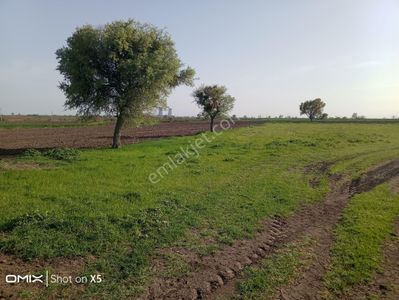 Arsa-Tarla