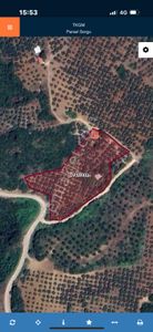 Arsa-Zeytinlik