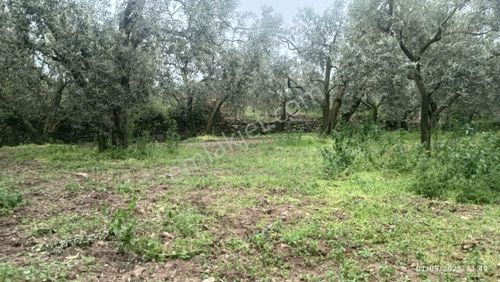 Arsa-Zeytinlik
