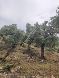 Arsa-Zeytinlik
