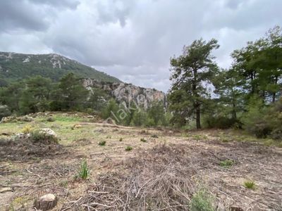 Arsa-Tarla
