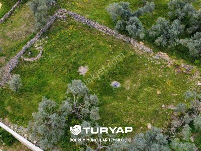 Arsa-Tarla
