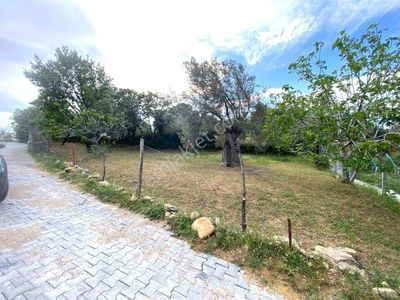 Arsa-Zeytinlik