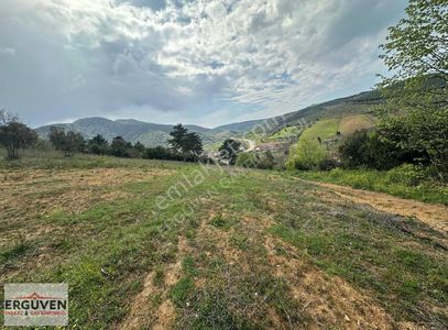 Arsa-Zeytinlik
